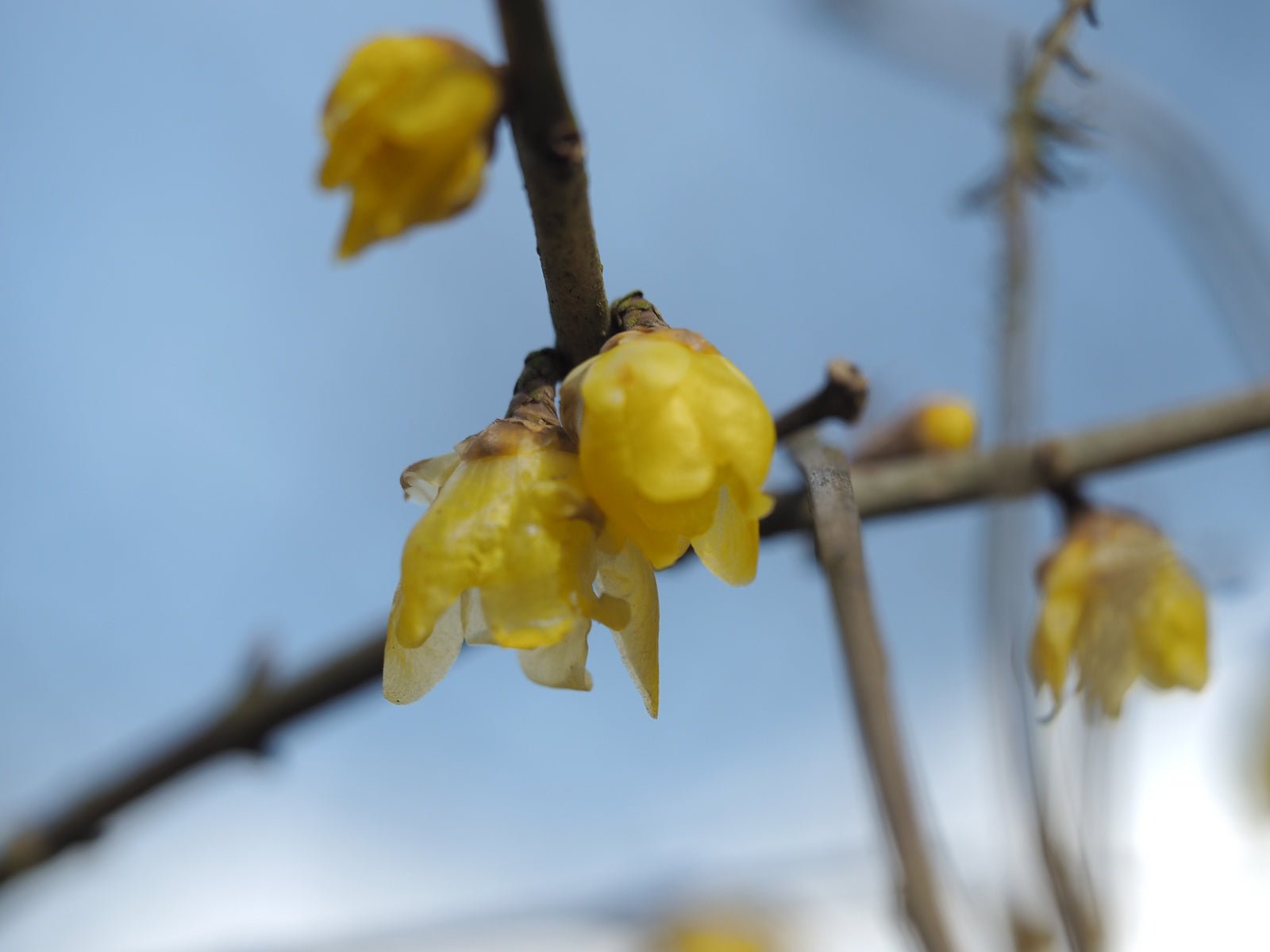 Chimonanthus praecox ex. 'Luteus' - Herrenkamper Gärten - Pflanzenraritäten