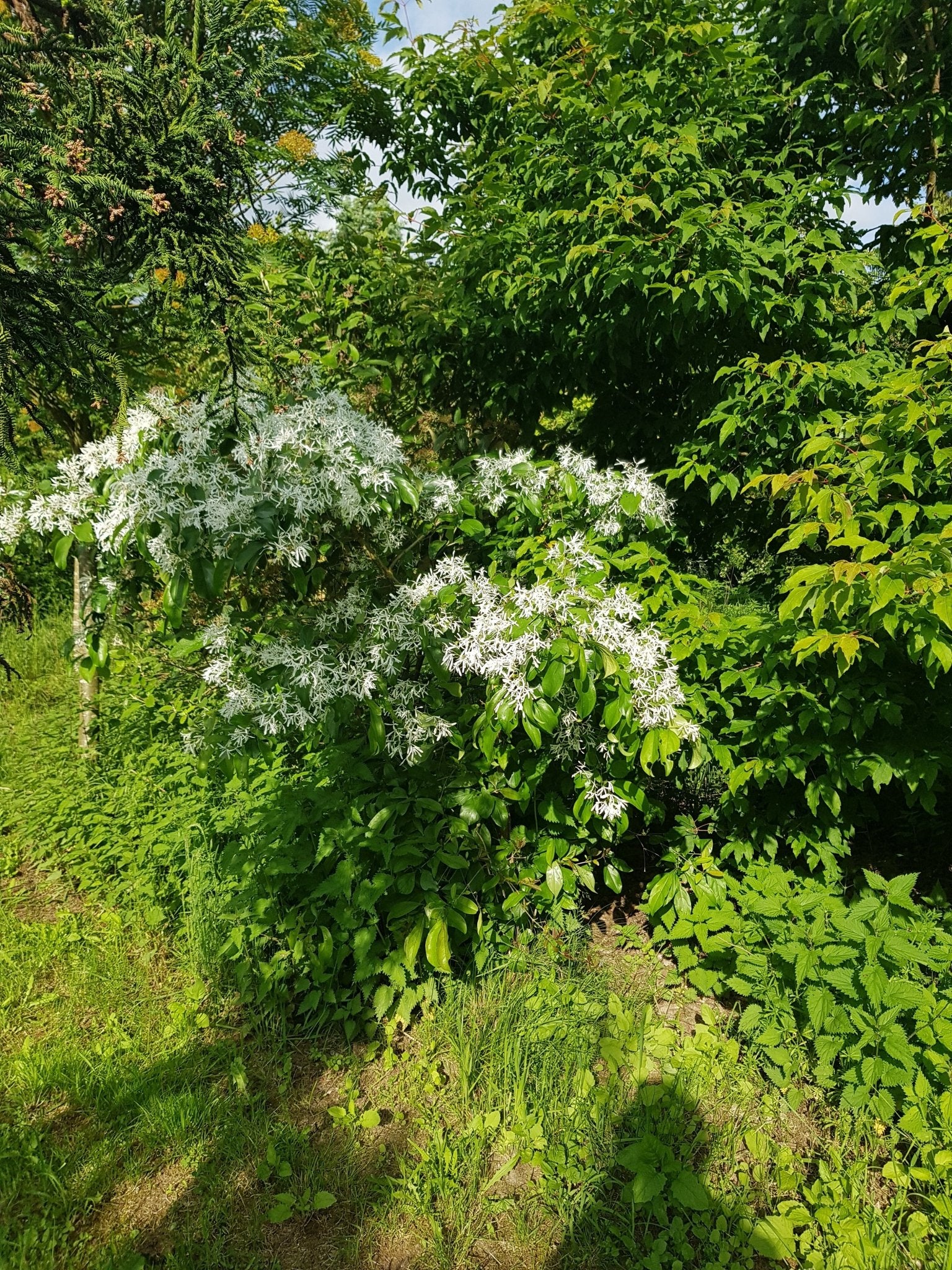 Chionanthus retusus - Herrenkamper Gärten - Pflanzenraritäten