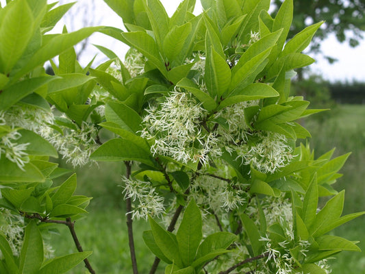 Chionanthus retusus - Herrenkamper Gärten - Pflanzenraritäten