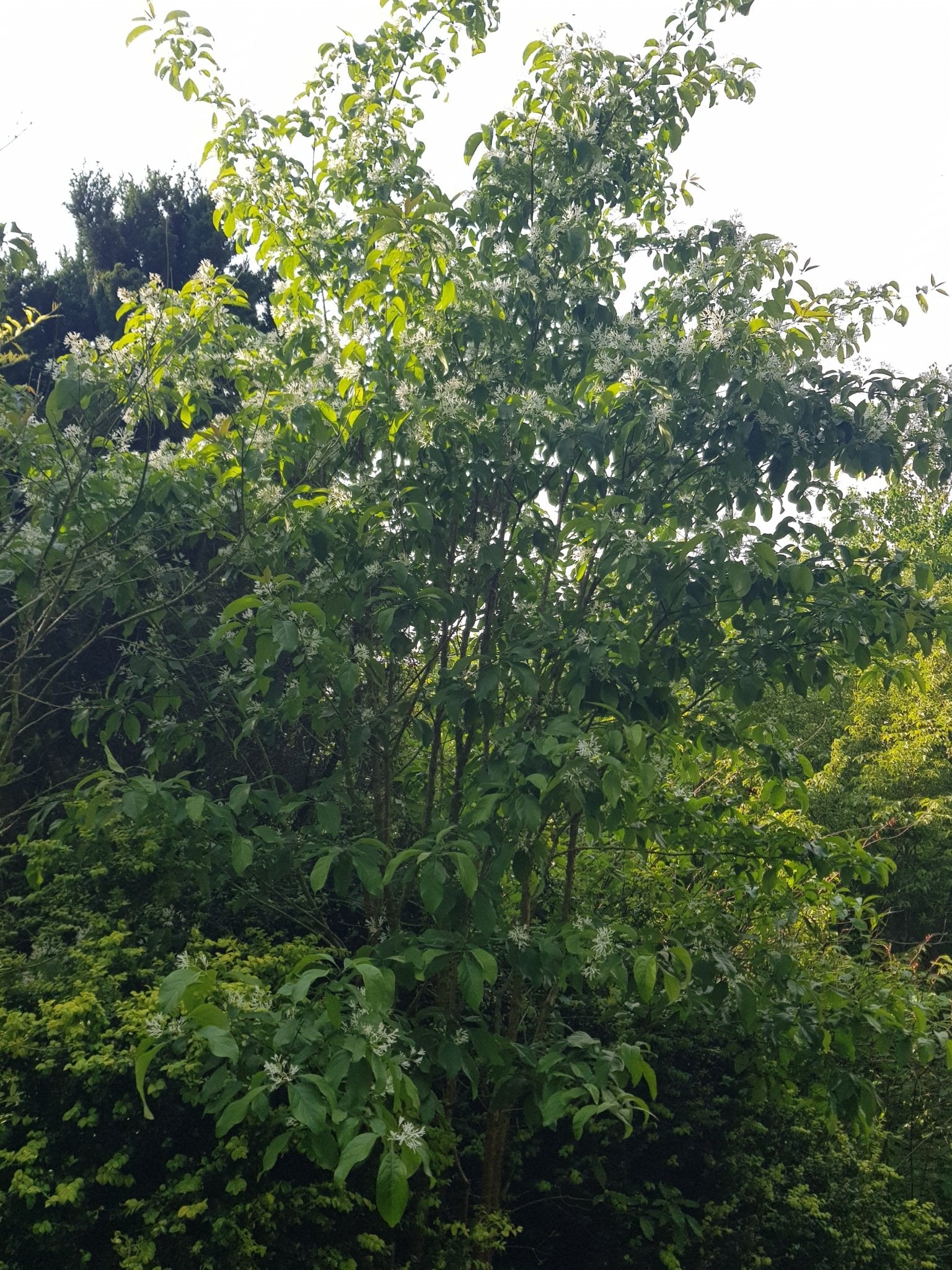 Chionanthus retusus - Herrenkamper Gärten - Pflanzenraritäten