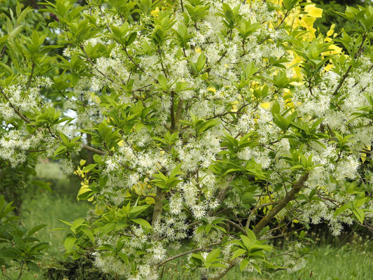 Chionanthus virginicus - Herrenkamper Gärten - Pflanzenraritäten