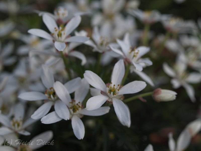 Choisya ternata 'Aztec Pearl' - Herrenkamper Gärten - Pflanzenraritäten