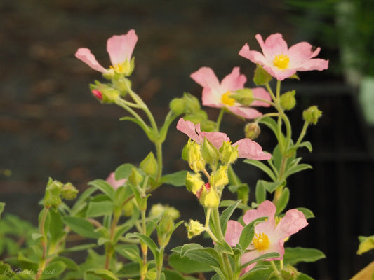 Cistus 'Barnsley Pink' - Herrenkamper Gärten - Pflanzenraritäten