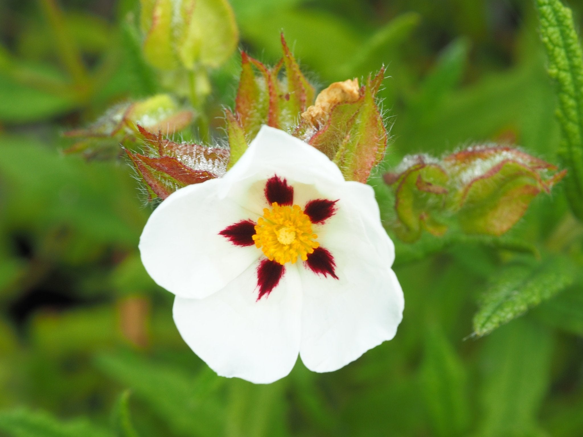 Cistus 'Christopher Gable' - Herrenkamper Gärten - Pflanzenraritäten