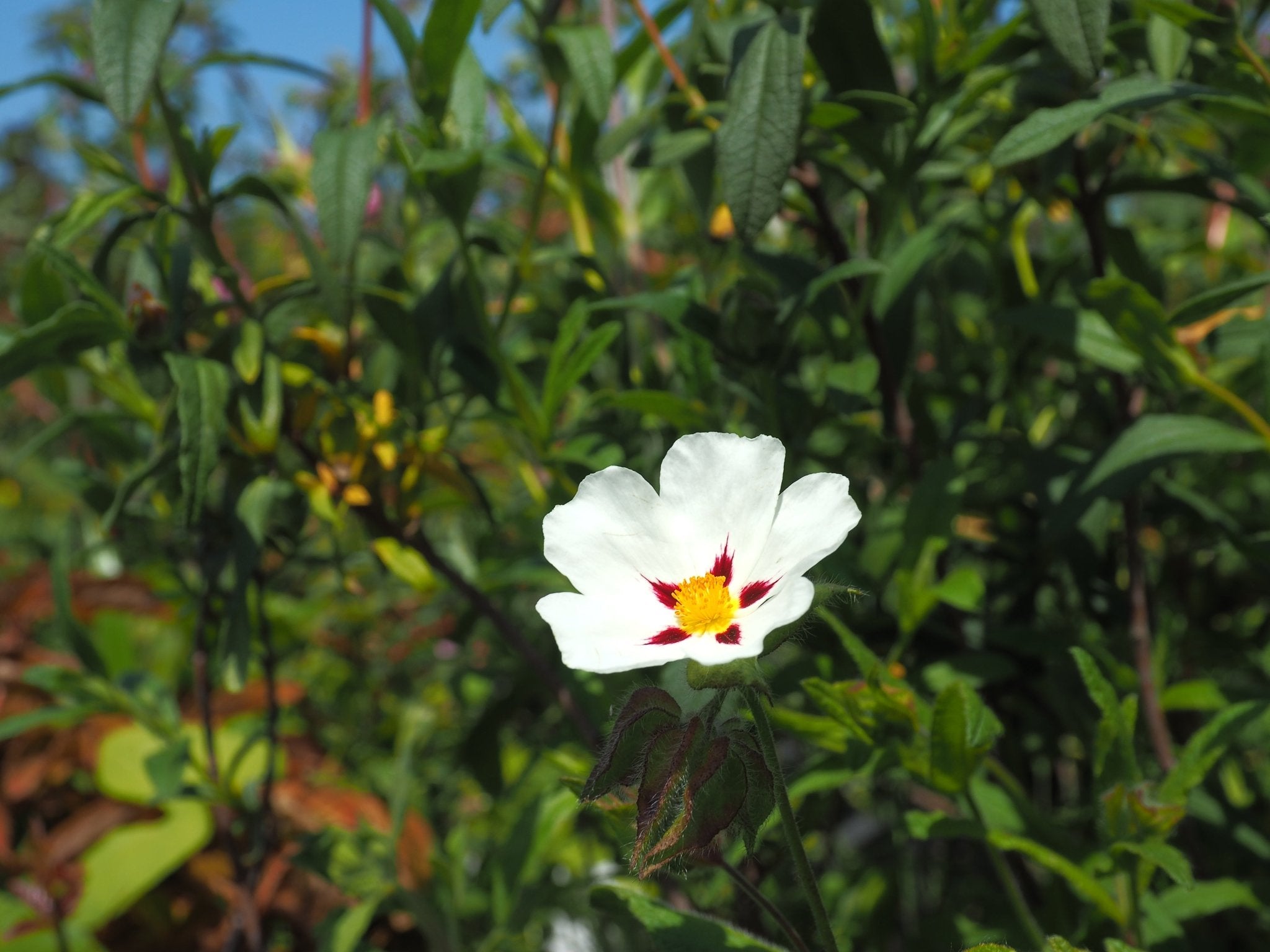 Cistus 'Christopher Gable' - Herrenkamper Gärten - Pflanzenraritäten