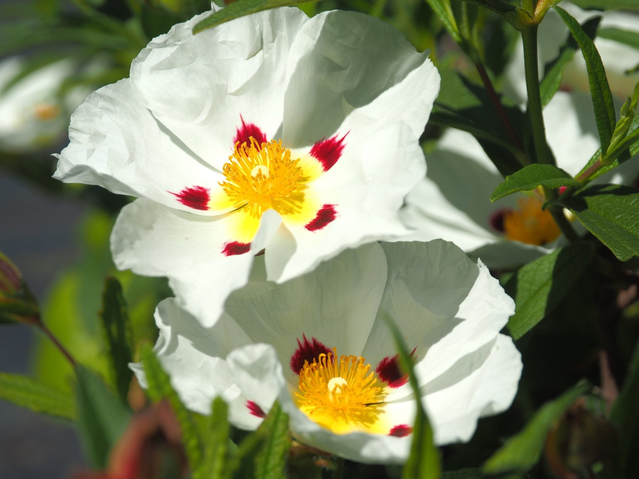 Cistus 'Christopher Gable' - Herrenkamper Gärten - Pflanzenraritäten