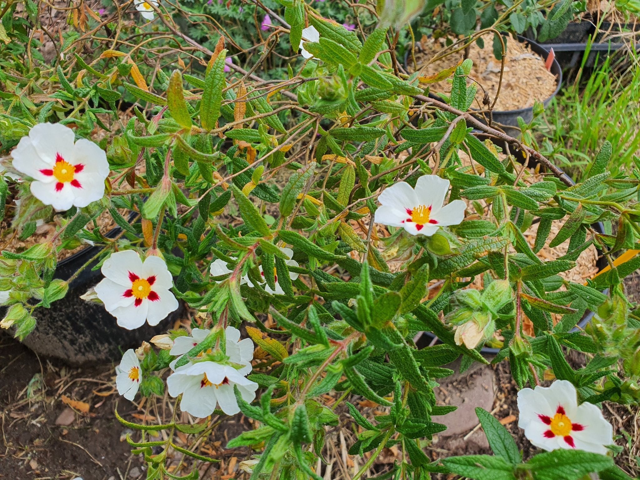 Cistus 'Christopher Gable' - Herrenkamper Gärten - Pflanzenraritäten