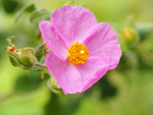 Cistus creticus - Herrenkamper Gärten - Pflanzenraritäten