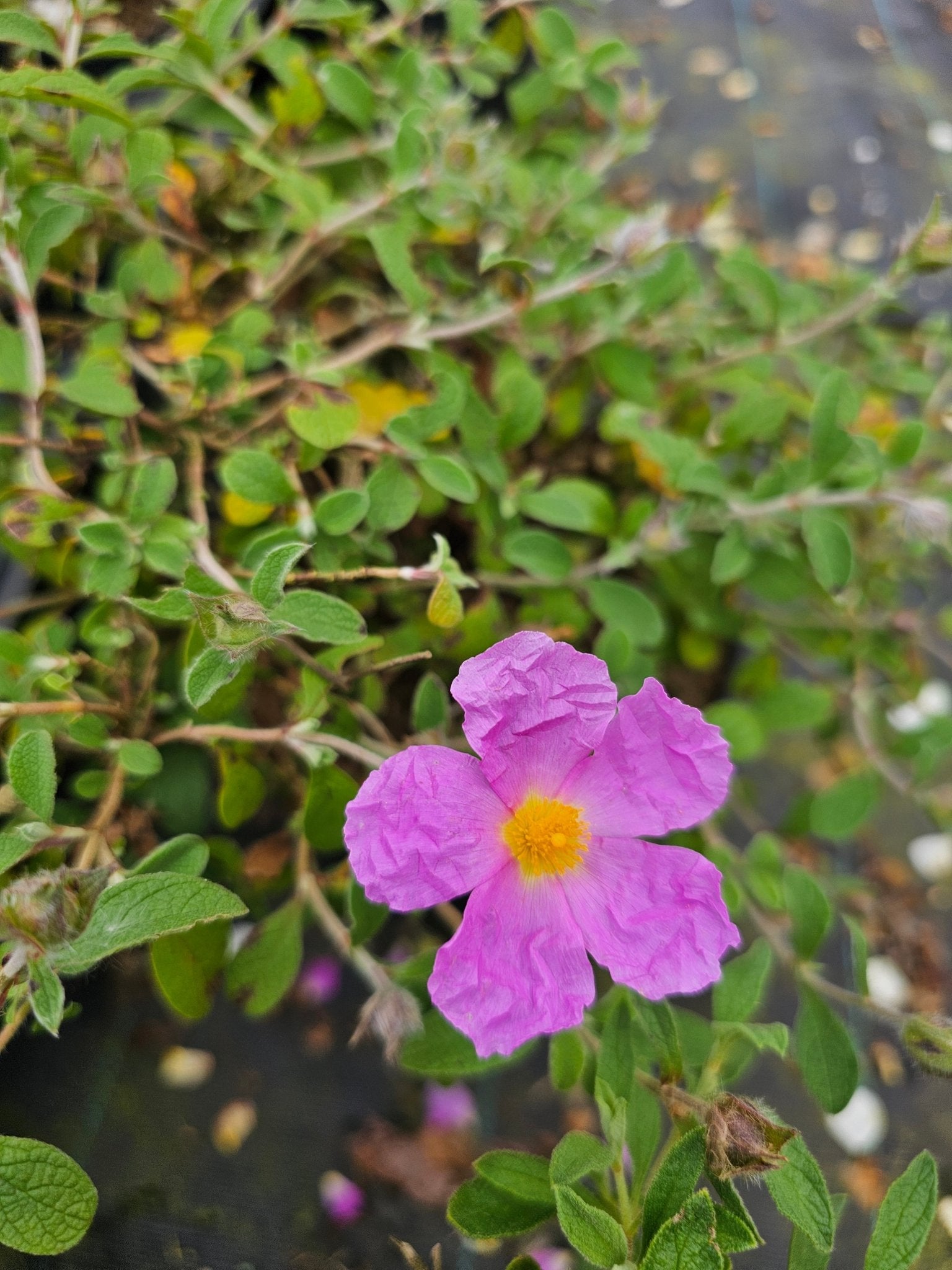 Cistus creticus 'Calcosalto' - Herrenkamper Gärten - Pflanzenraritäten