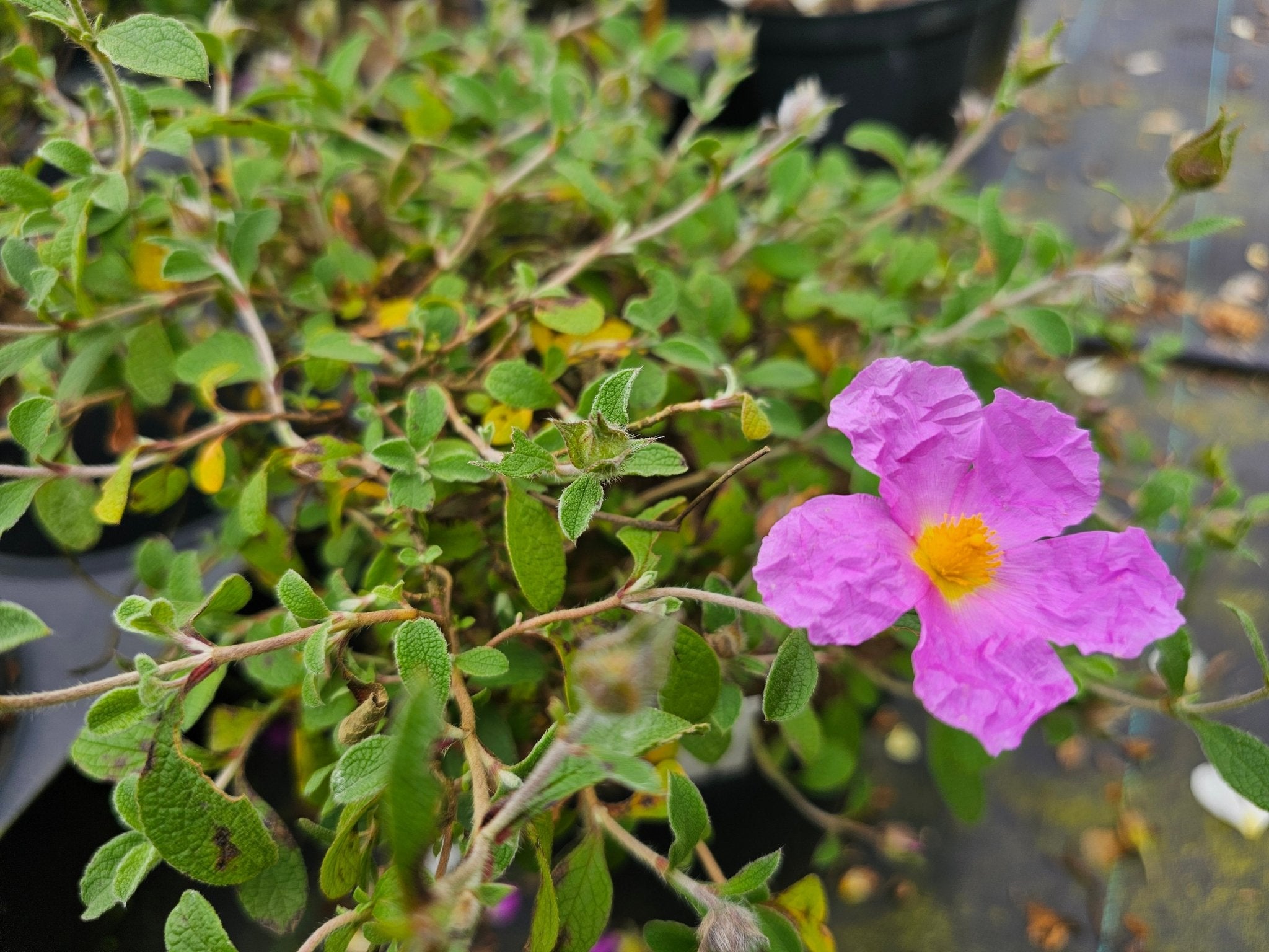 Cistus creticus 'Calcosalto' - Herrenkamper Gärten - Pflanzenraritäten