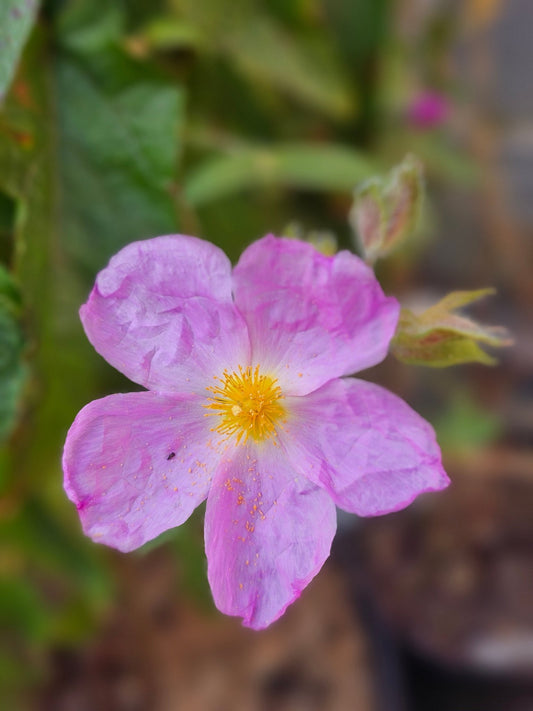 Cistus creticus 'Saint Florent' - Herrenkamper Gärten - Pflanzenraritäten