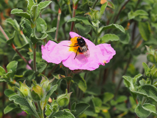 Cistus creticus ssp.corsicus - Herrenkamper Gärten - Pflanzenraritäten
