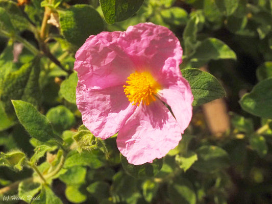 Cistus crispus - Herrenkamper Gärten - Pflanzenraritäten