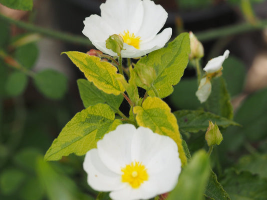 Cistus hybr. 'Gold Prize' - Herrenkamper Gärten - Pflanzenraritäten