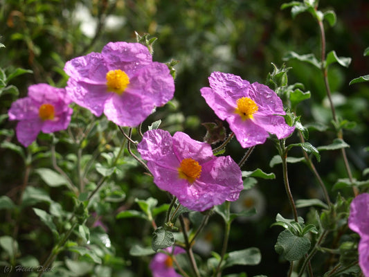 Cistus incanus - Herrenkamper Gärten - Pflanzenraritäten