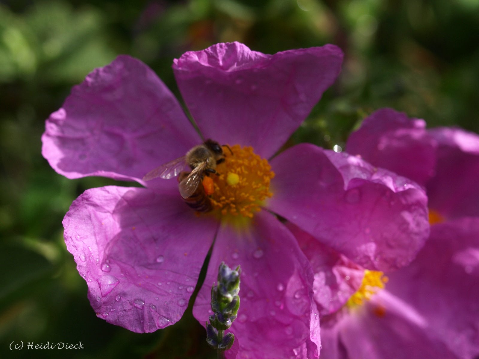 Cistus incanus 'Belle de Jour' - Herrenkamper Gärten - Pflanzenraritäten