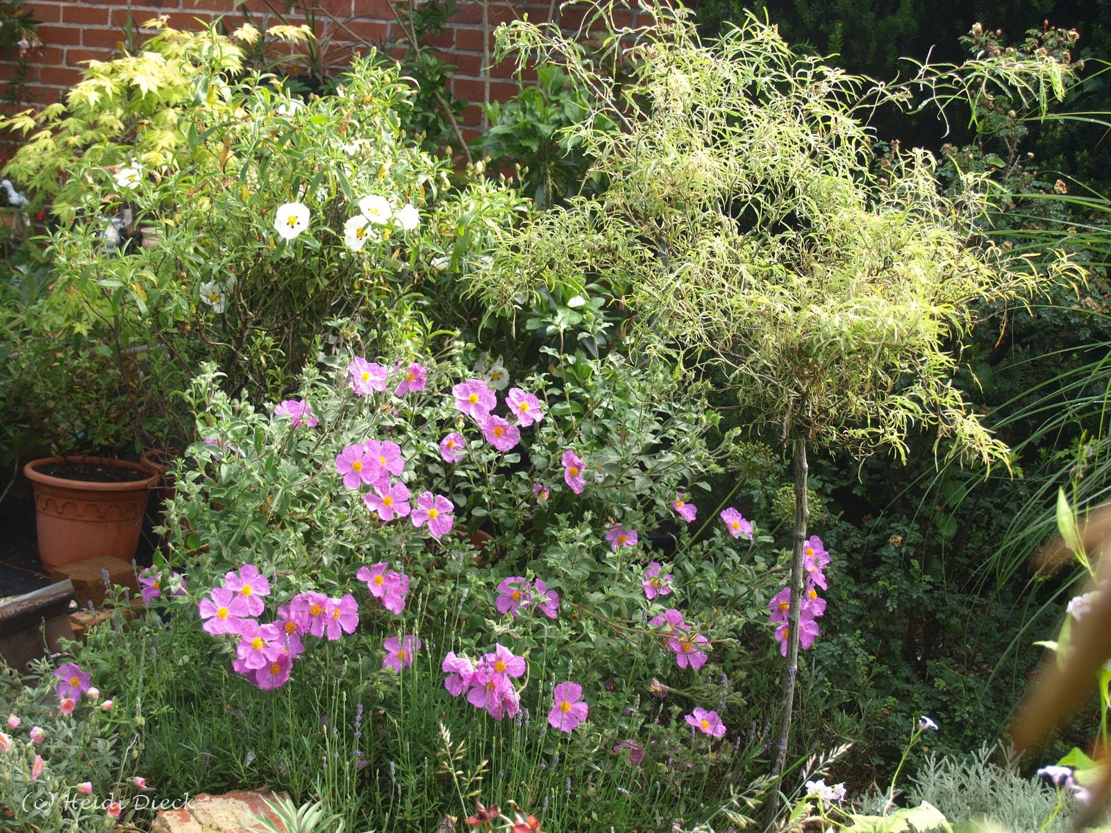 Cistus incanus 'Belle de Jour' - Herrenkamper Gärten - Pflanzenraritäten