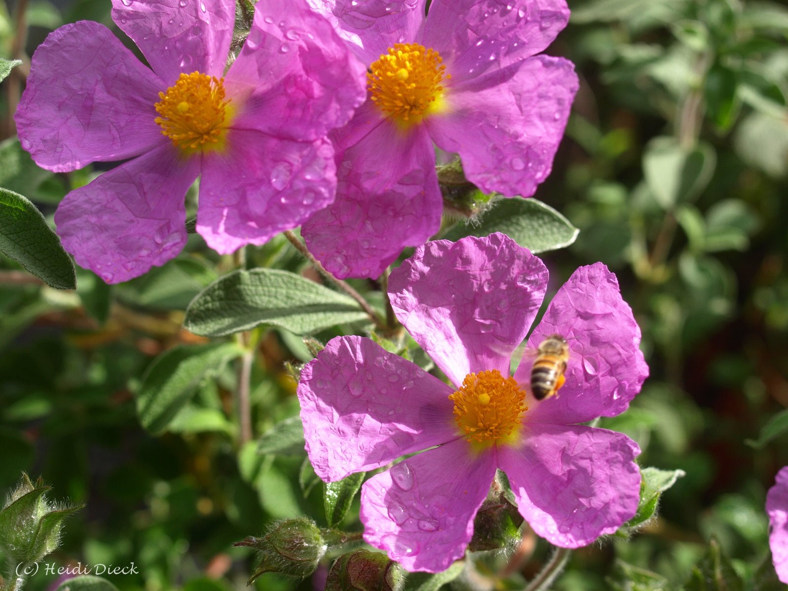 Cistus incanus 'Belle de Jour' - Herrenkamper Gärten - Pflanzenraritäten