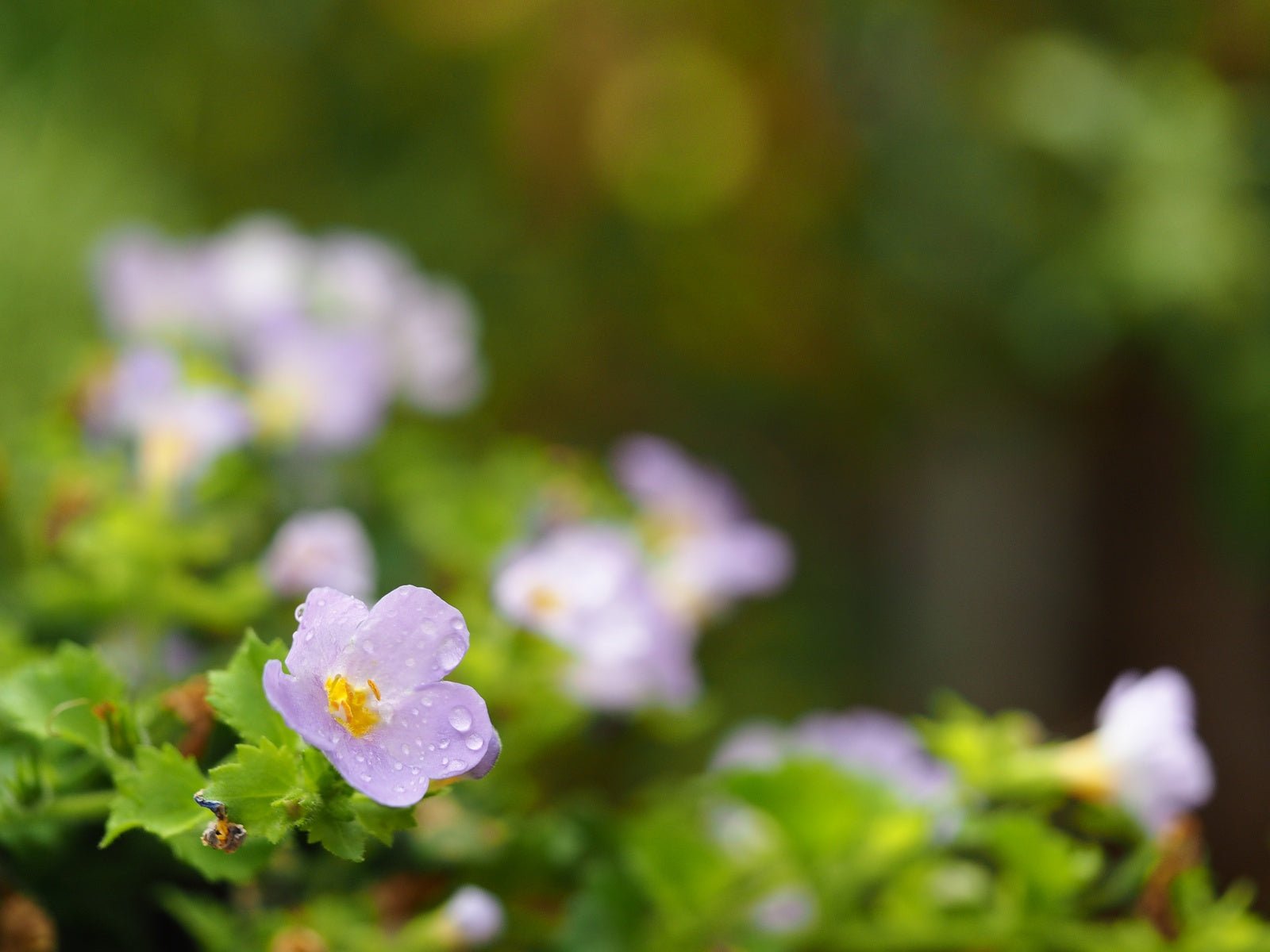 Cistus incanus ssp.tauricus - Herrenkamper Gärten - Pflanzenraritäten