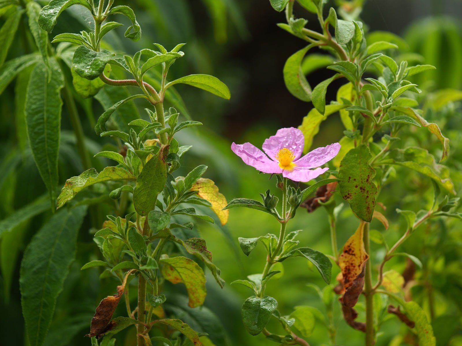 Cistus incanus ssp.tauricus - Herrenkamper Gärten - Pflanzenraritäten