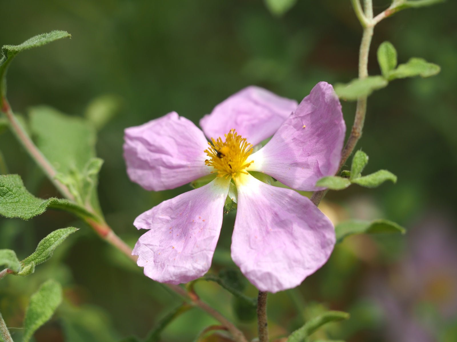 Cistus incanus ssp.tauricus - Herrenkamper Gärten - Pflanzenraritäten