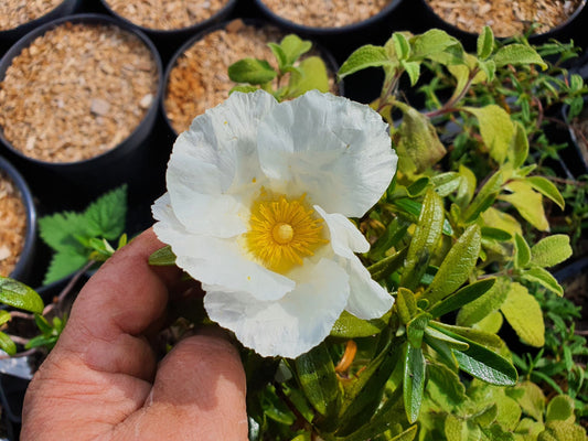 Cistus ladanifer var.sulcatus f.latifolius - Herrenkamper Gärten - Pflanzenraritäten