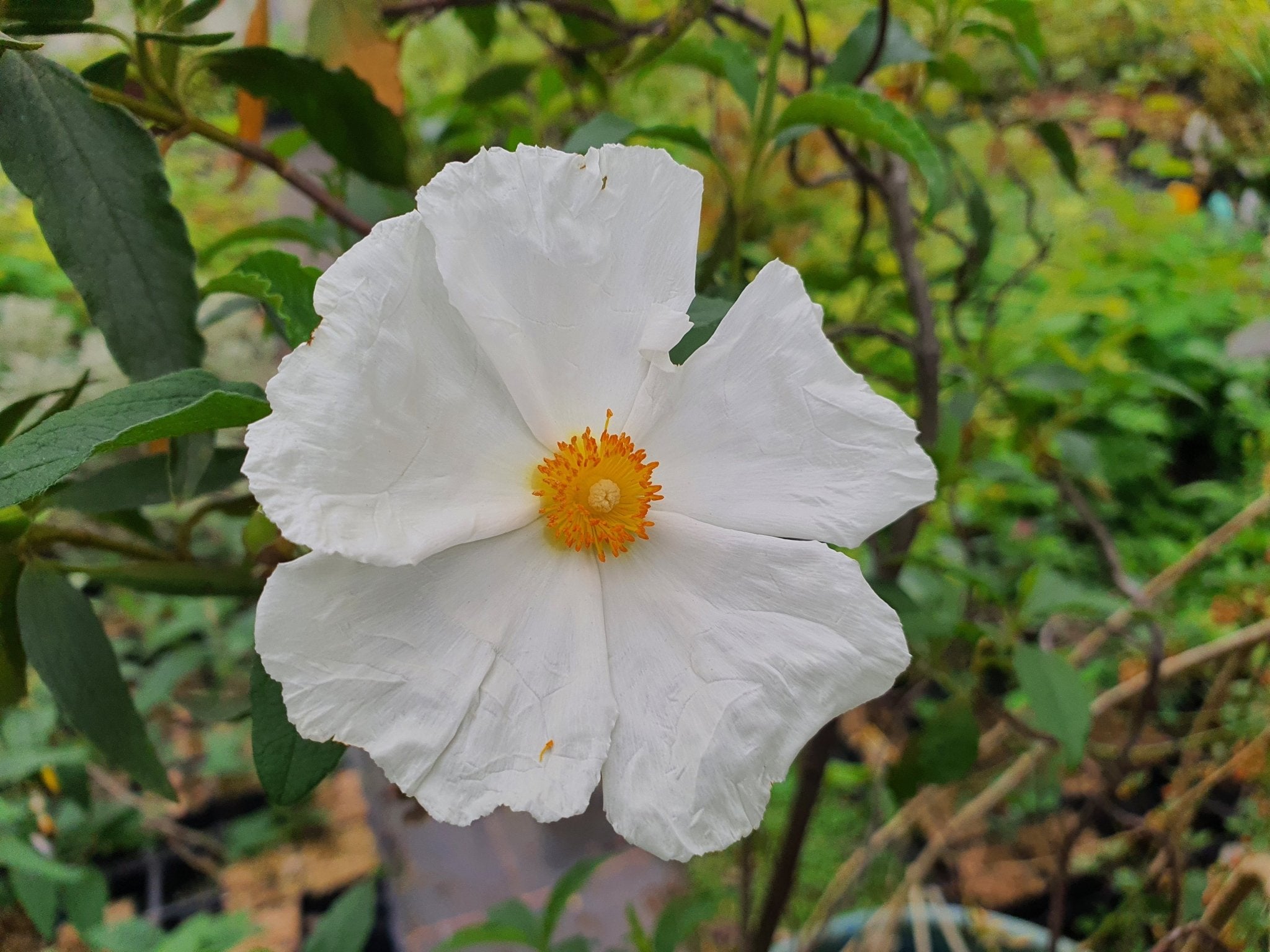 Cistus laurifolius ssp. atlanticus - Herrenkamper Gärten - Pflanzenraritäten