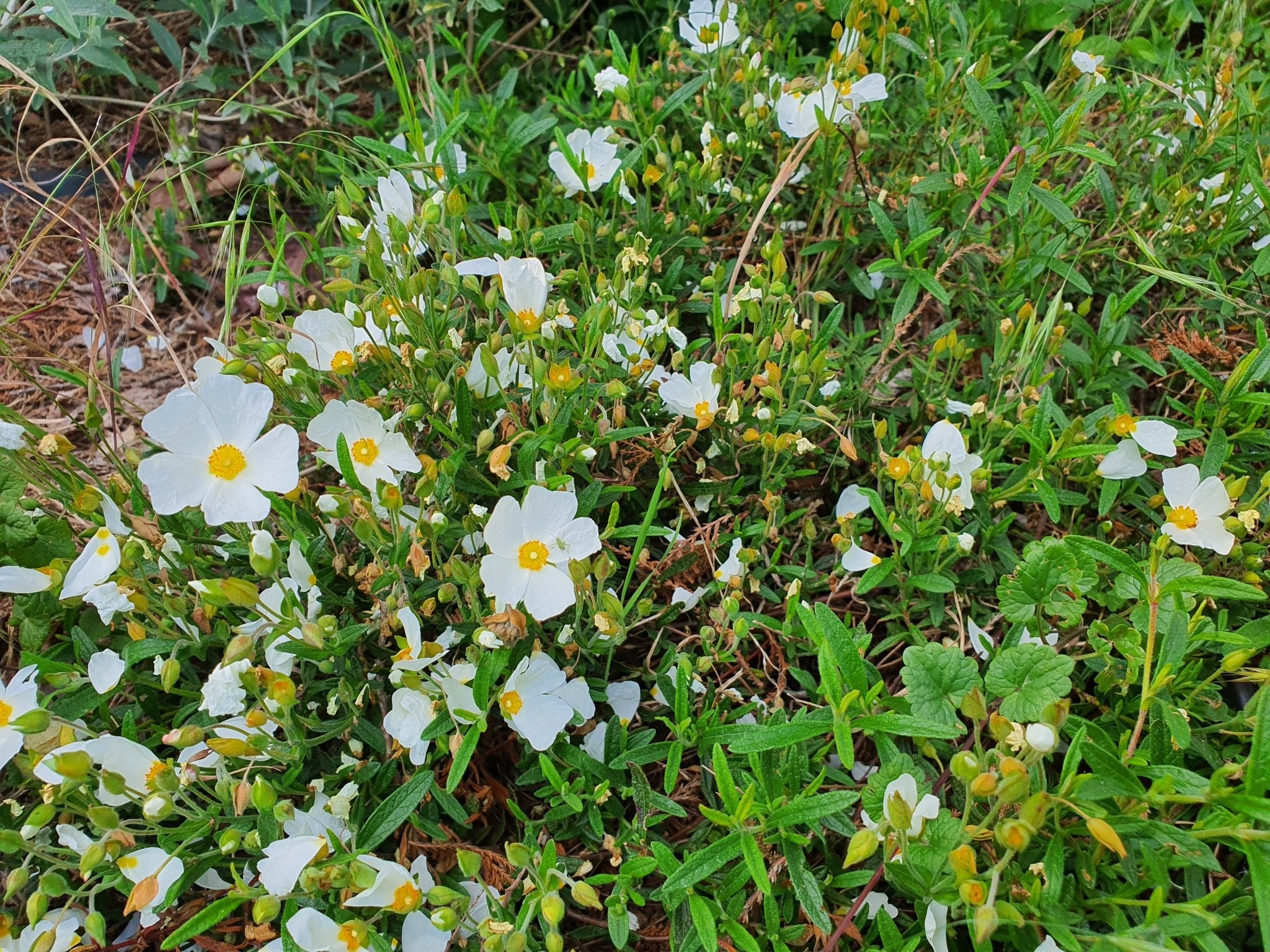 Cistus monspeliensis 'Cami de Cavalls' - Herrenkamper Gärten - Pflanzenraritäten