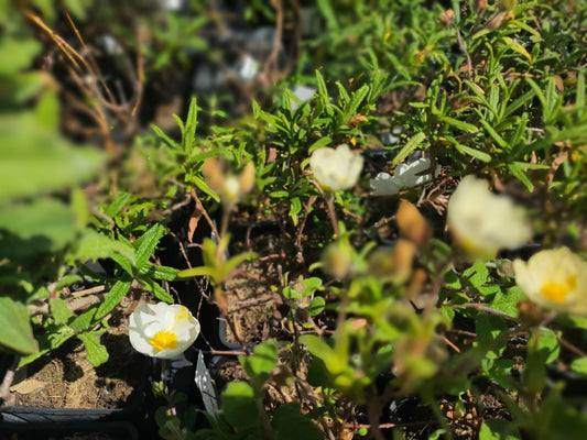 Cistus monspeliensis f.flavencens 'Vicar's Mead' - Herrenkamper Gärten - Pflanzenraritäten