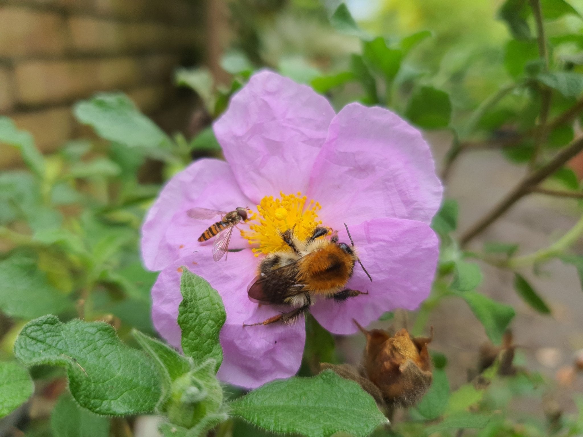 Cistus osbeckifolius - Herrenkamper Gärten - Pflanzenraritäten