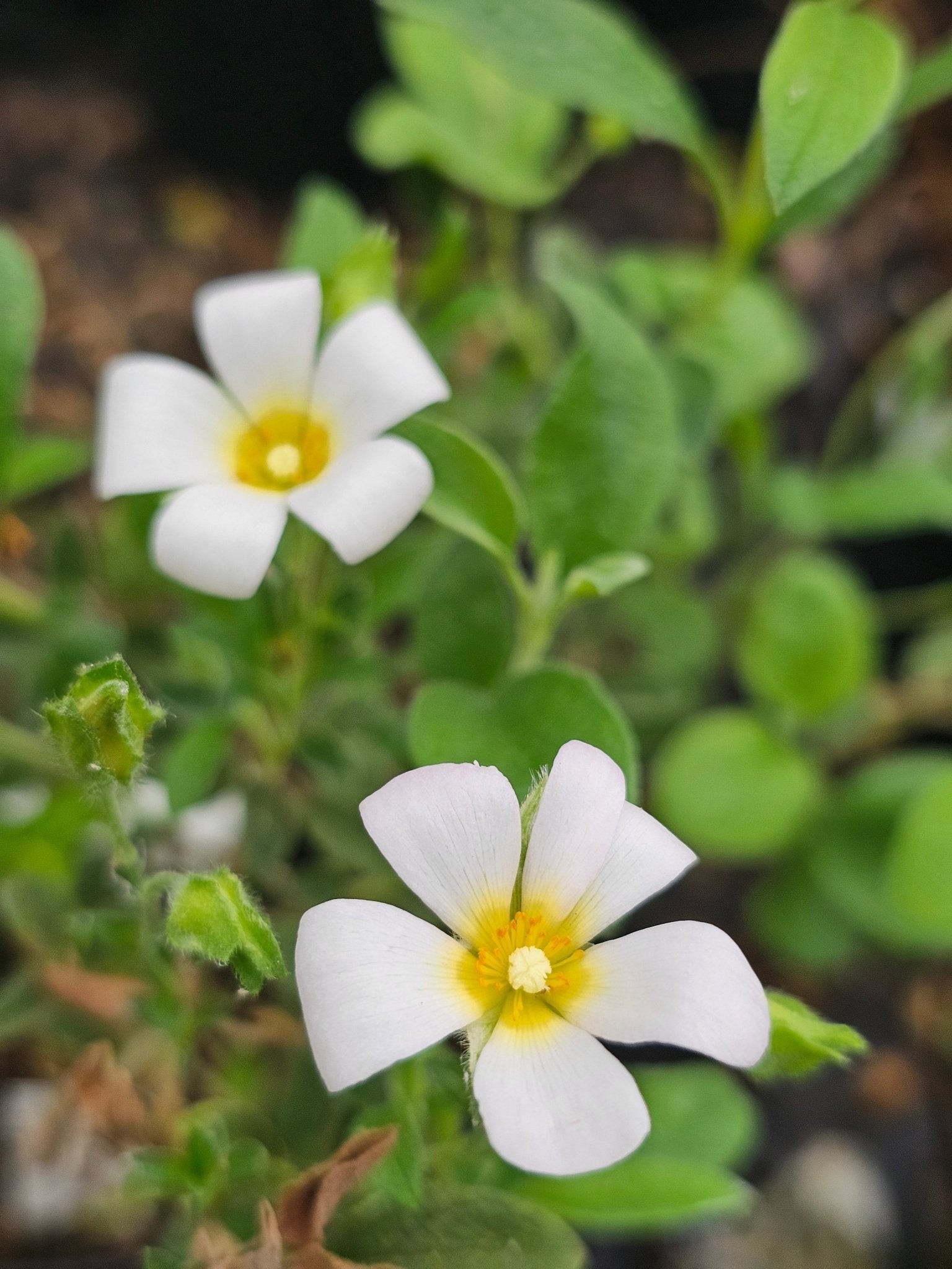 Cistus pauranthus 'Natacha' - Herrenkamper Gärten - Pflanzenraritäten