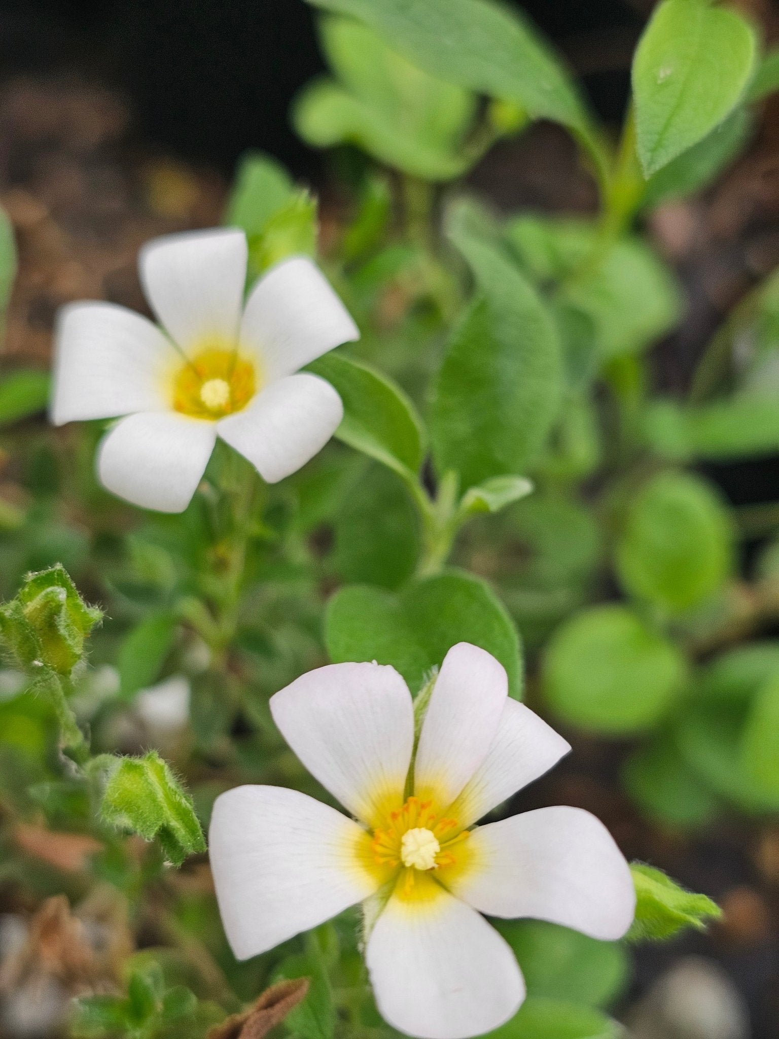 Cistus pauranthus 'Natacha' - Herrenkamper Gärten - Pflanzenraritäten