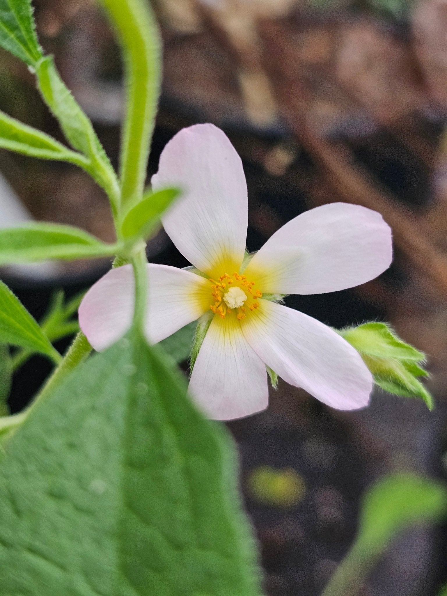 Cistus pauranthus 'Natacha' - Herrenkamper Gärten - Pflanzenraritäten