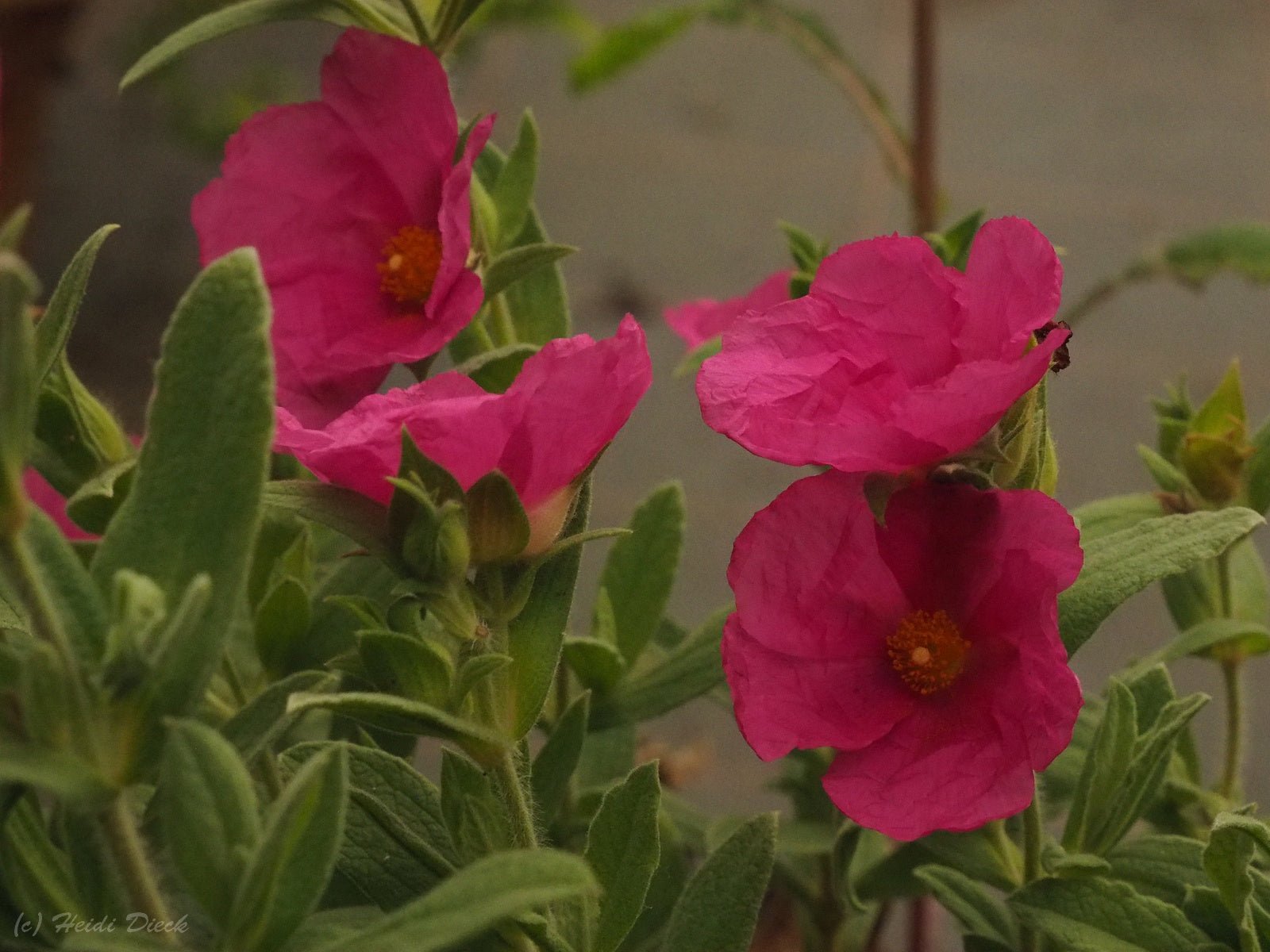 Cistus pulverulentus - Herrenkamper Gärten - Pflanzenraritäten