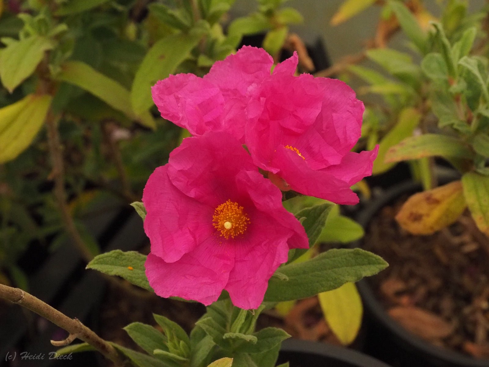 Cistus pulverulentus - Herrenkamper Gärten - Pflanzenraritäten