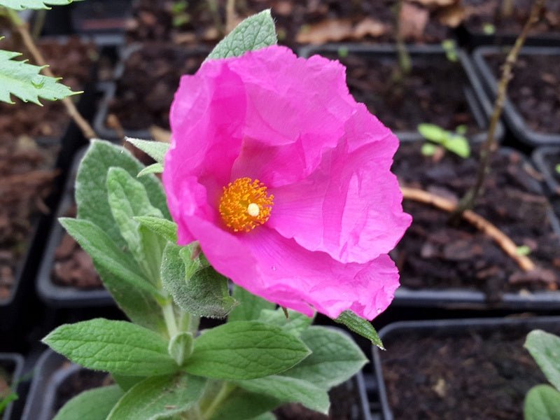 Cistus pulverulentus - Herrenkamper Gärten - Pflanzenraritäten