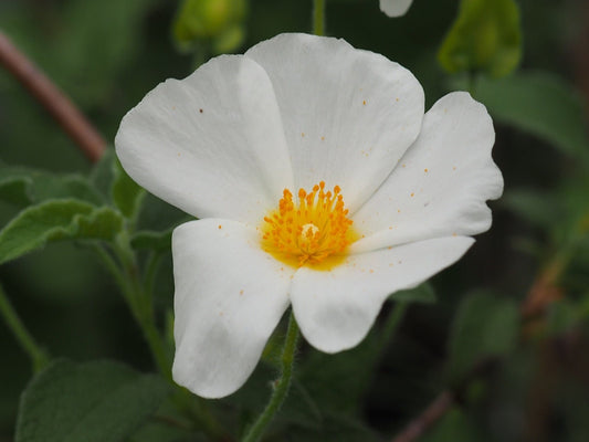 Cistus salvifolius - Herrenkamper Gärten - Pflanzenraritäten