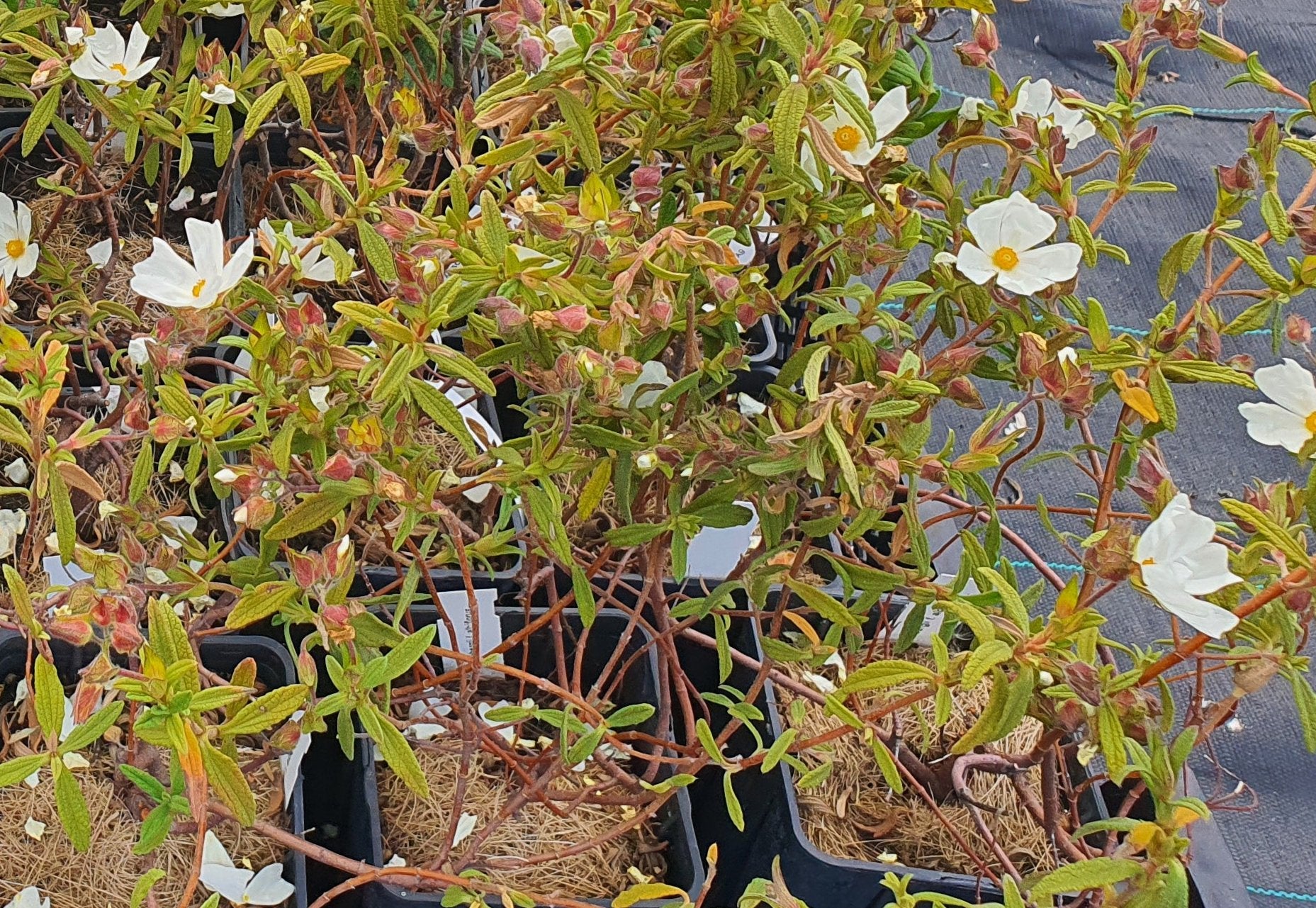 Cistus salviifolia 'Villeverag' - Herrenkamper Gärten - Pflanzenraritäten