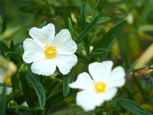 Cistus × verguinii var. albiflorus syn. Cistus × dansereaui 'Albiflorus' - Herrenkamper Gärten - Pflanzenraritäten