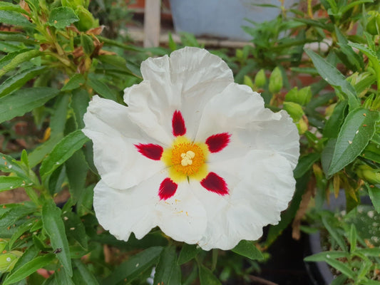 Cistus x aguilarii ' Maculatus' - Herrenkamper Gärten - Pflanzenraritäten