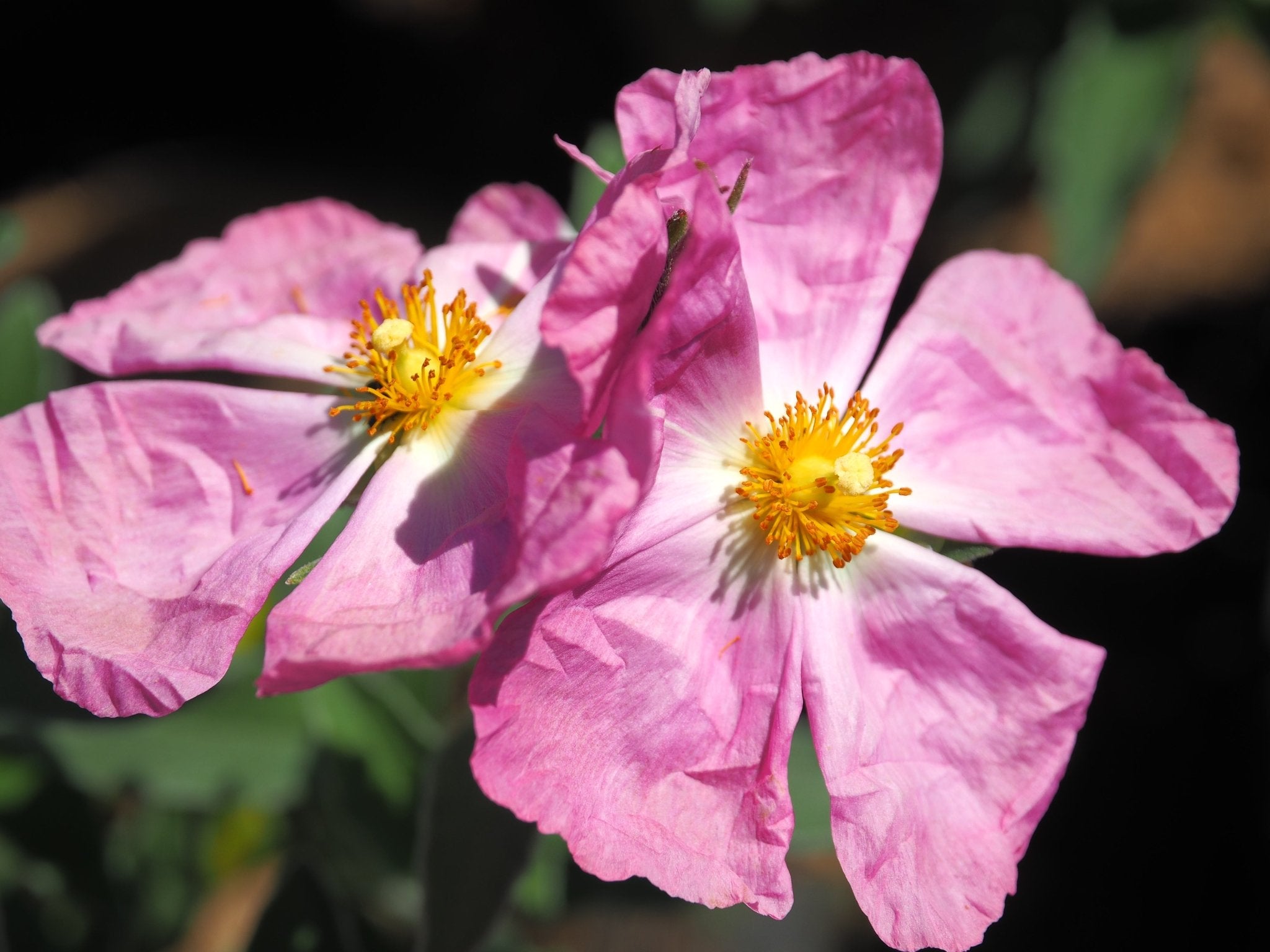 Cistus x argenteus 'Peggy Sammons' - Herrenkamper Gärten - Pflanzenraritäten