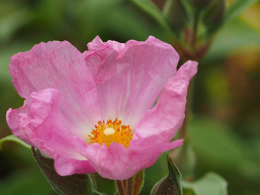 Cistus x argenteus 'Silver Pink' - Herrenkamper Gärten - Pflanzenraritäten