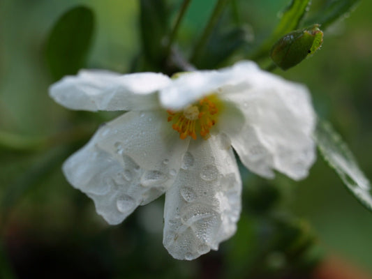 Cistus x corbariensis - Herrenkamper Gärten - Pflanzenraritäten