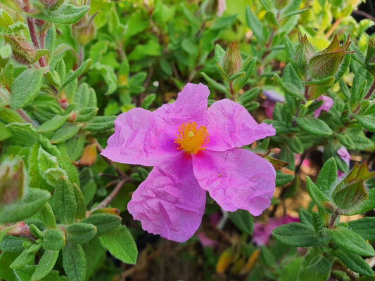 Cistus x creticus 'Ano Moulia' - Herrenkamper Gärten - Pflanzenraritäten