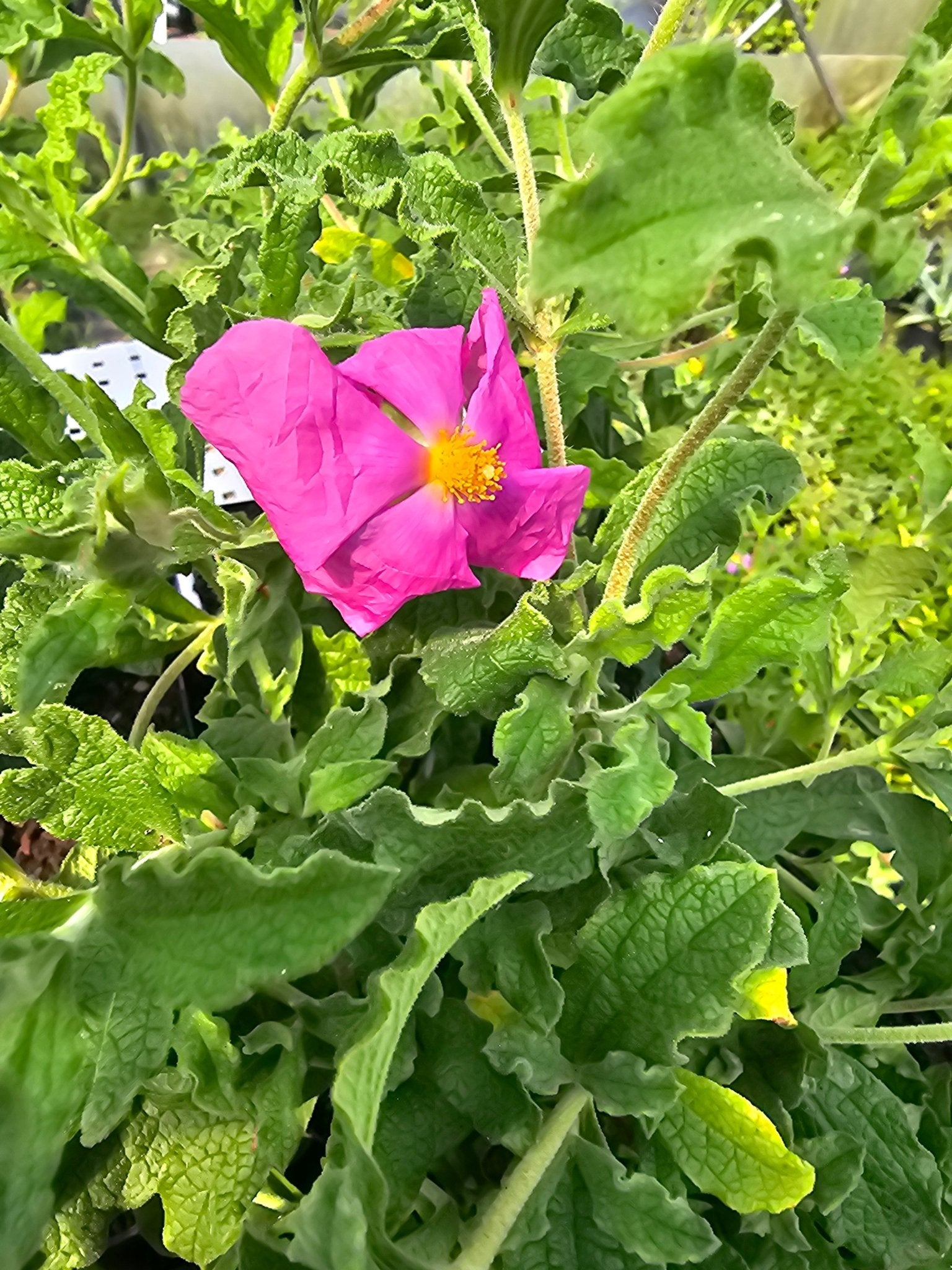 Cistus x crispatus - Herrenkamper Gärten - Pflanzenraritäten