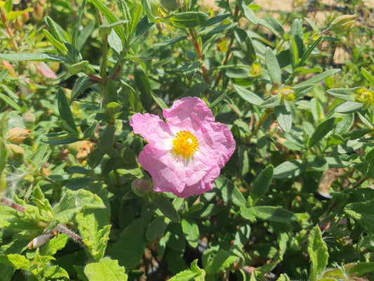 Cistus x curvativus - Herrenkamper Gärten - Pflanzenraritäten