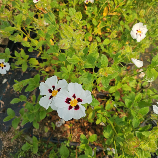 Cistus x dansereaui 'Jenkyn Place' - Herrenkamper Gärten - Pflanzenraritäten