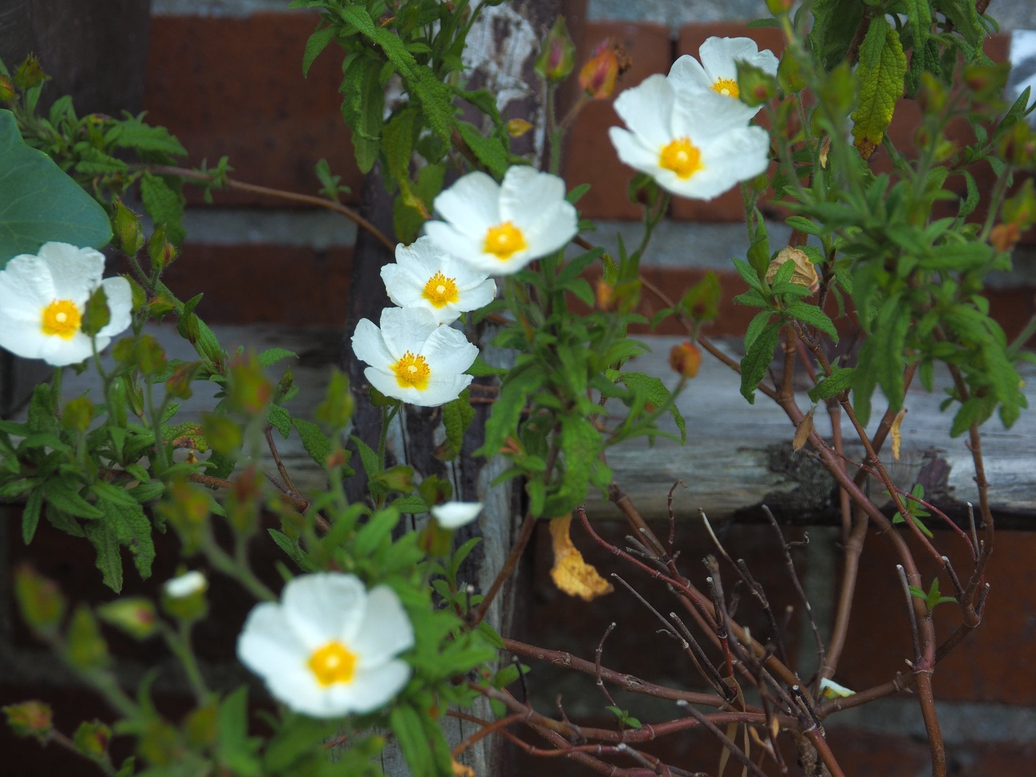 Cistus x florentinus - Herrenkamper Gärten - Pflanzenraritäten