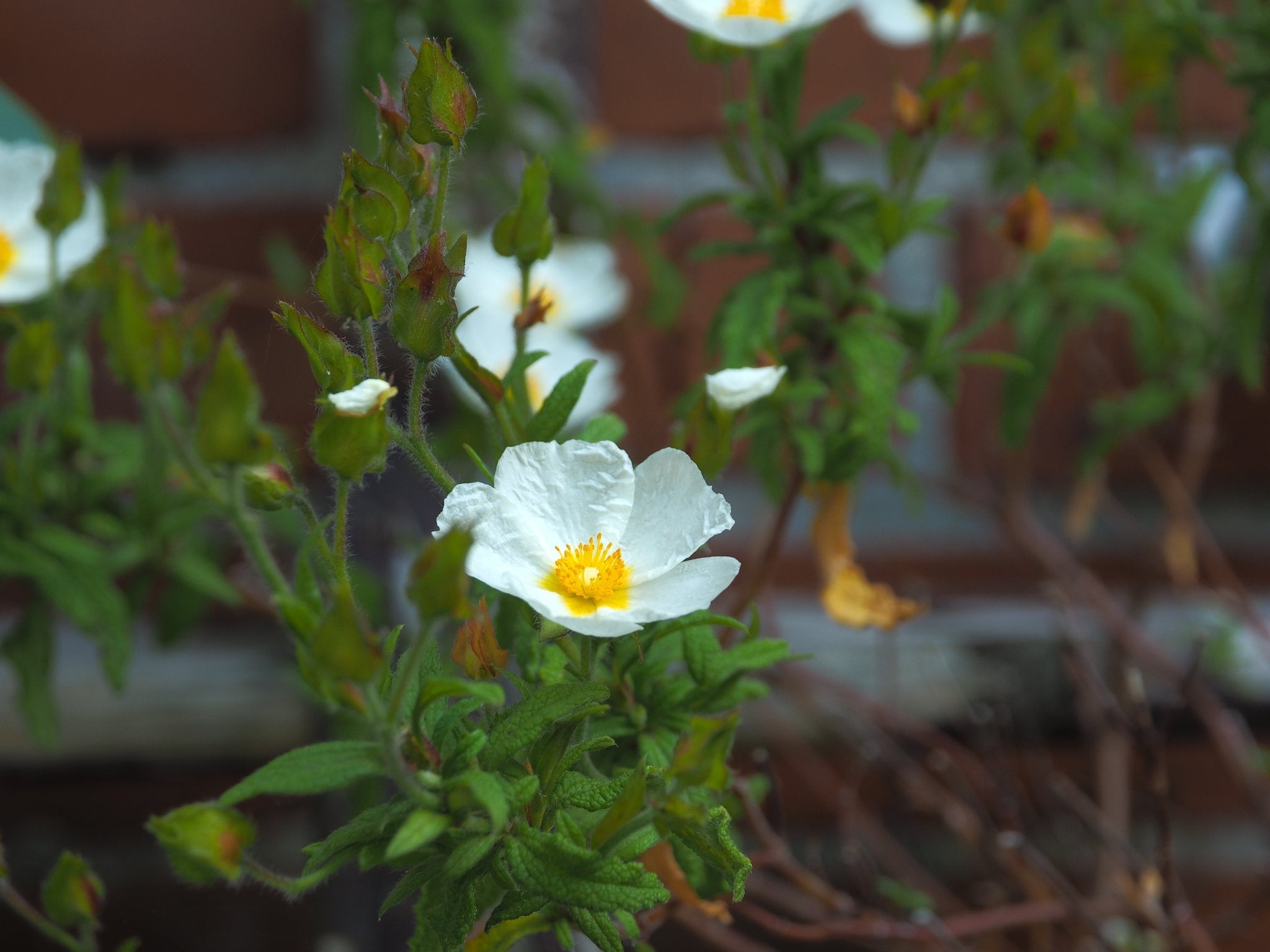 Cistus x florentinus - Herrenkamper Gärten - Pflanzenraritäten