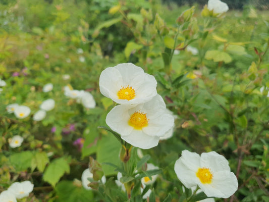 Cistus x florentinus 'Tramontane' - Herrenkamper Gärten - Pflanzenraritäten